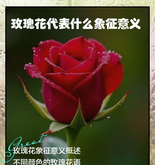 什么花象征着光辉？光辉的花语有哪些含义？