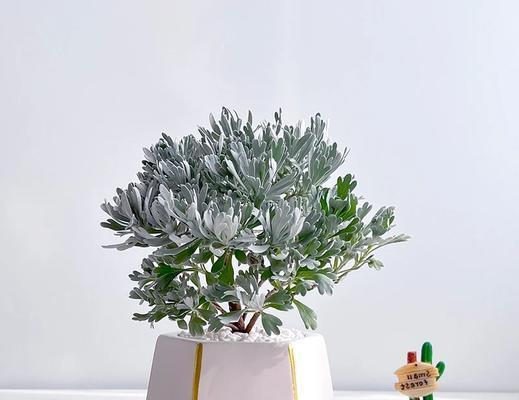 白芙蓉花象征着什么？它的含义有哪些？