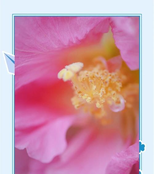 白芙蓉花象征着什么？它的含义有哪些？