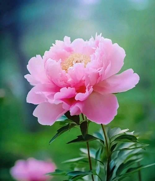 白芙蓉花象征着什么？它的含义有哪些？