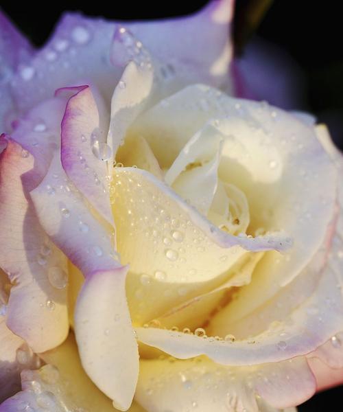 什么花的花语代表爱？揭秘最浪漫的花卉含义！
