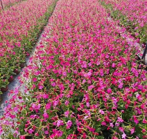 什么花的花语代表爱？揭秘最浪漫的花卉含义！