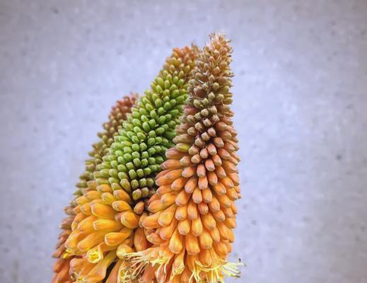 象征未来与光明的花是什么花？这种花的寓意和特点有哪些？