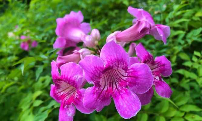 象征未来与光明的花是什么花？这种花的寓意和特点有哪些？
