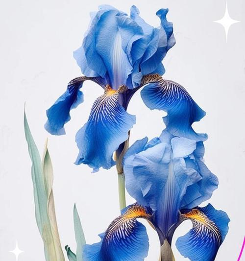 象征未来与光明的花是什么花？这种花的寓意和特点有哪些？