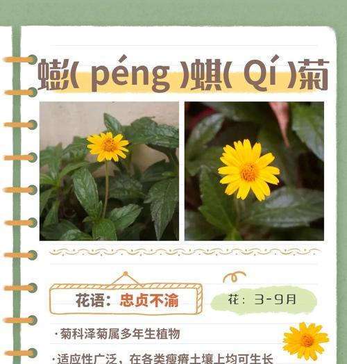 紫菊的花语是什么？如何用紫菊表达情感？