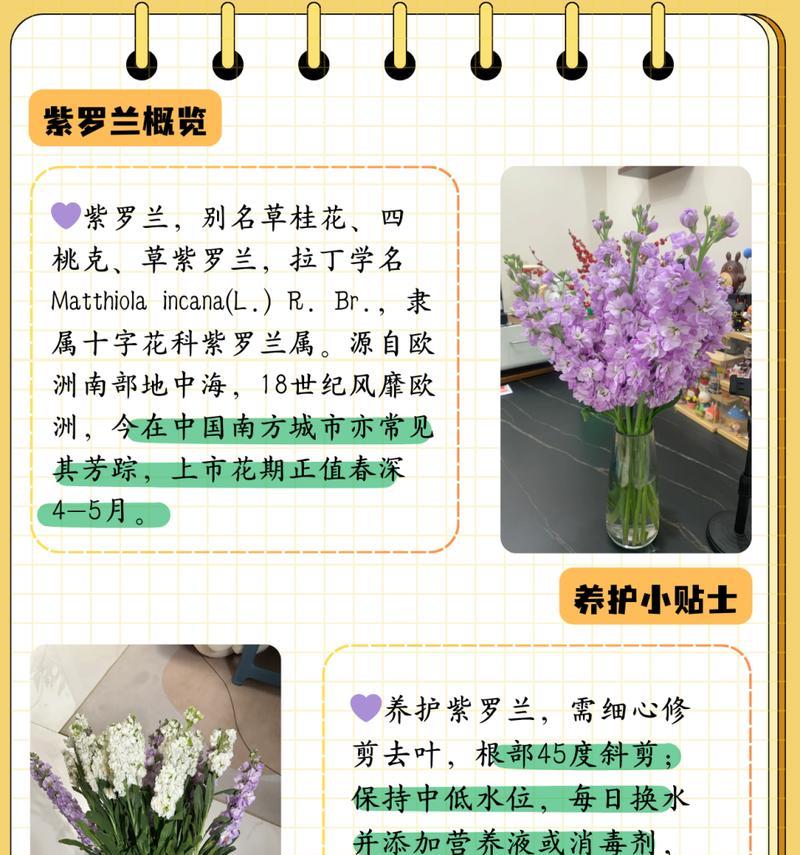 紫菊的花语是什么？如何用紫菊表达情感？
