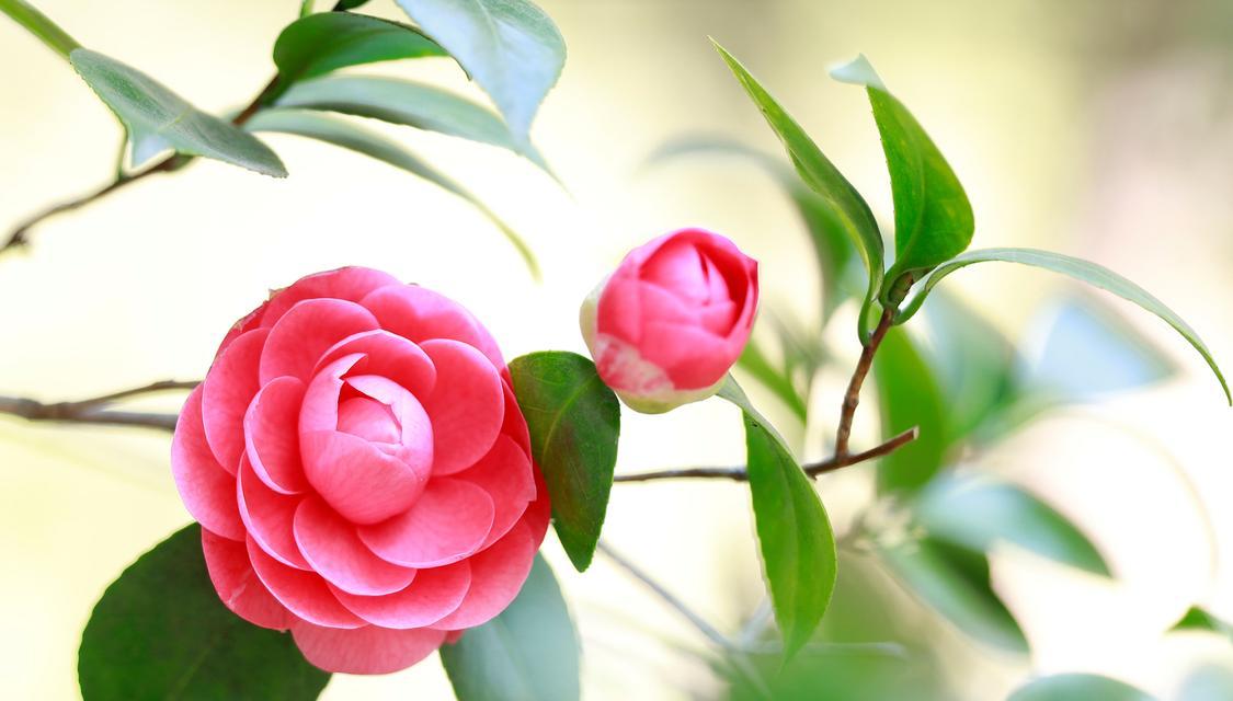 什么花代表镇定？镇定花语的含义是什么？