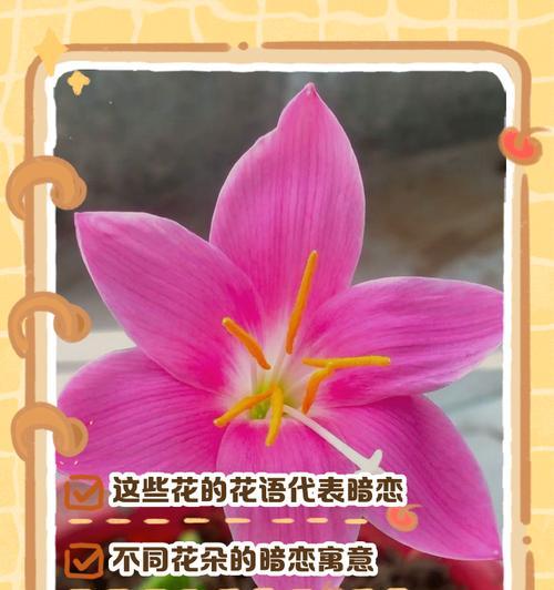 什么花代表镇定？镇定花语的含义是什么？