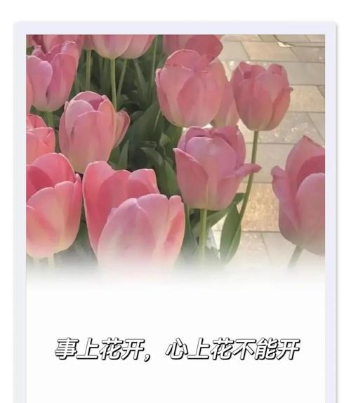 给予花的心动寓意是什么？如何正确表达爱意？