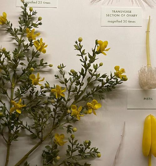 父子象征的花是什么花啊？这种花的花语有哪些含义？