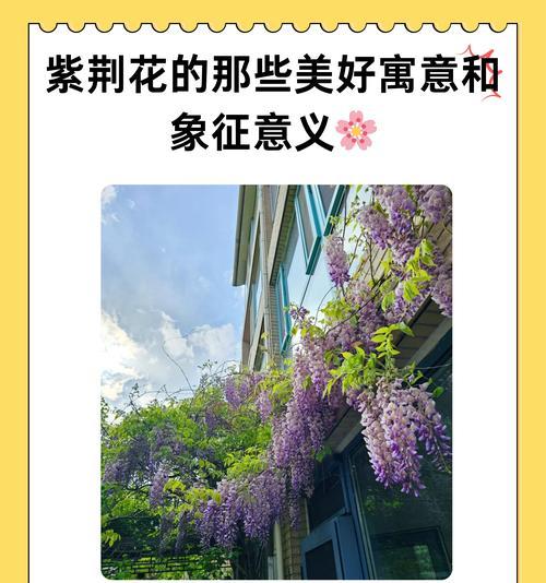父子象征的花是什么花啊？这种花的花语有哪些含义？