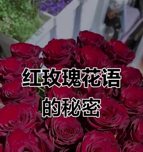 红玫瑰花语是什么意思？送红玫瑰代表什么情感？
