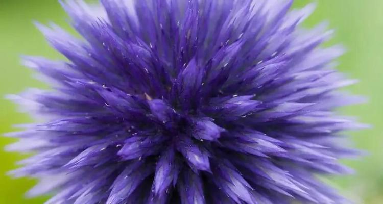象征敏锐的花是什么花呢？这种花的含义和特点是什么？