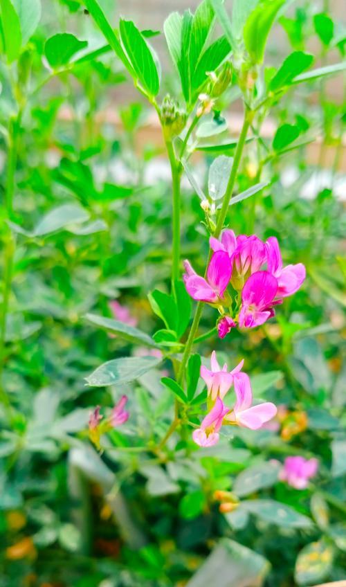 象征敏锐的花是什么花呢？这种花的含义和特点是什么？