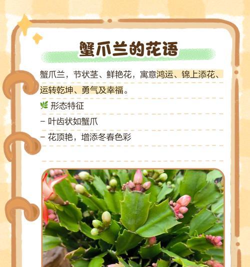 什么花的花语最有趣？揭秘花语背后的故事和含义？