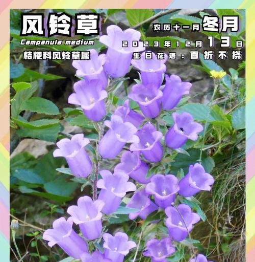 风铃草花语是什么？了解风铃草的寓意和象征意义？