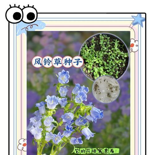 风铃草花语是什么？了解风铃草的寓意和象征意义？