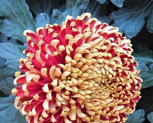牡丹菊花语是什么？了解牡丹与菊花的象征意义？