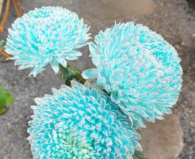 牡丹菊花语是什么？了解牡丹与菊花的象征意义？