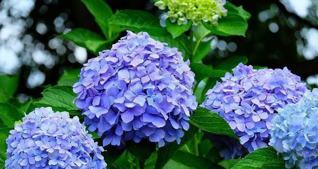 奶油沙龙花花语是什么？了解其独特含义和象征意义