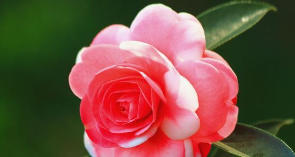 奶油沙龙花花语是什么？了解其独特含义和象征意义