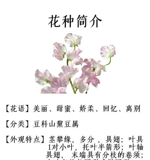甜蜜花语是什么意思？如何理解花语中的甜蜜含义？