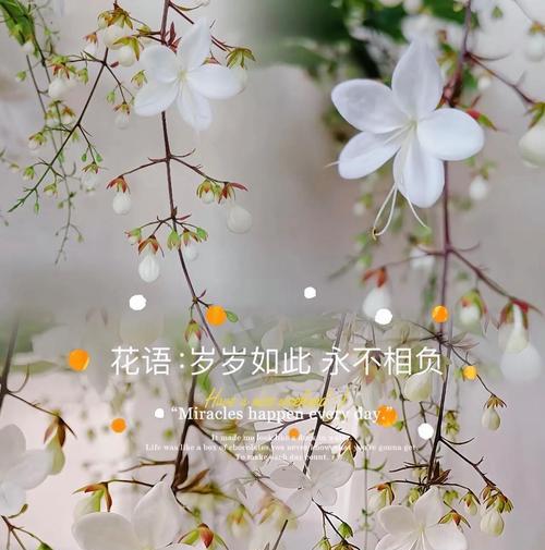 阴郁纯洁的花语是什么？如何理解这种花的含义？