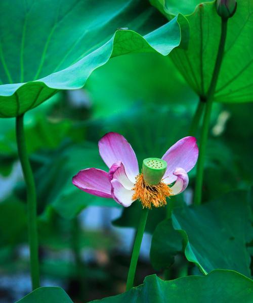 什么花象征出淤泥而不染？这种花的寓意是什么？