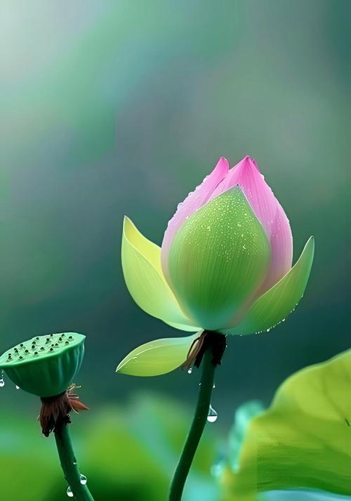 什么花象征出淤泥而不染？这种花的寓意是什么？