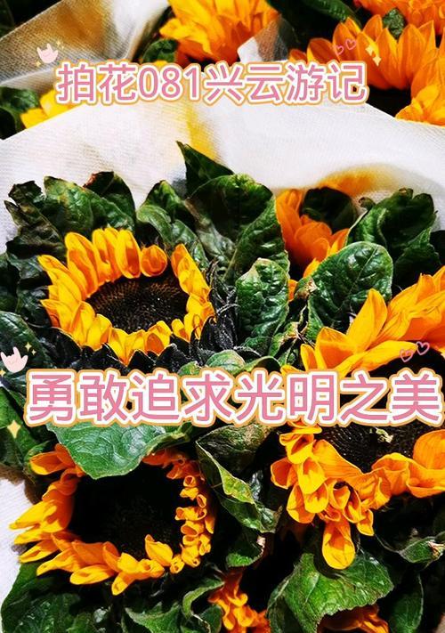 象征爱与光明的花是什么花？这种花的花语有哪些含义？
