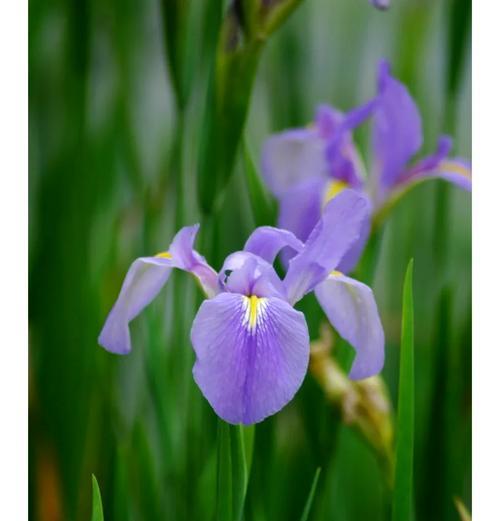 象征爱与光明的花是什么花？这种花的花语有哪些含义？