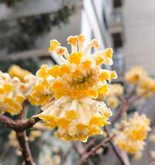 象征作家的花名是什么？作家常用来象征的花有哪些？