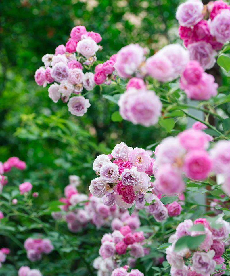 蔷薇的花语是什么？不同颜色的蔷薇代表什么含义？