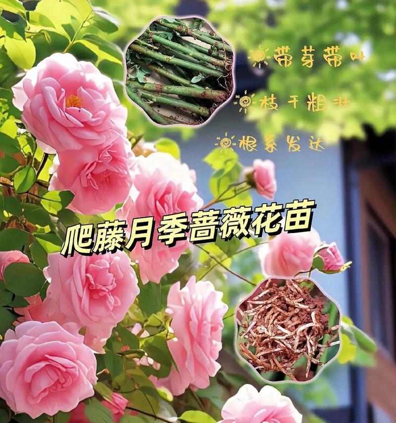 蔷薇的花语是什么？不同颜色的蔷薇代表什么含义？