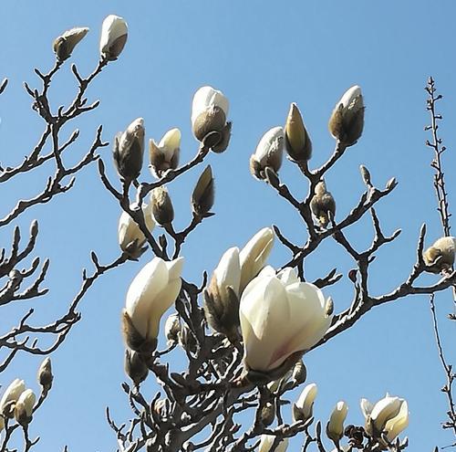 花语迟代表什么含义？花语迟的具体解释是什么？