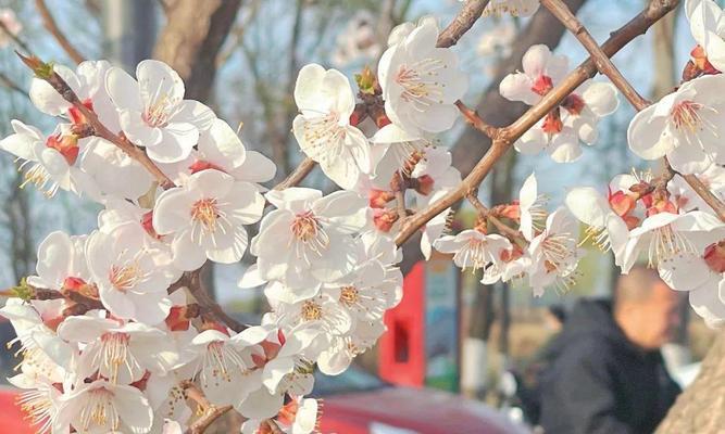 二月花代表什么意义？它们的象征含义有哪些？