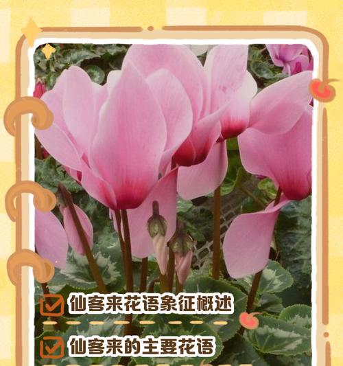 迎接大哥花语是什么？如何正确表达欢迎之意？