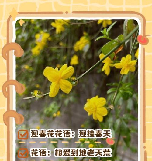 迎接大哥花语是什么？如何正确表达欢迎之意？
