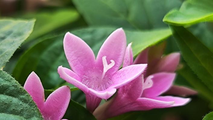 象征稳重力量的花朵是什么花？这种花的花语有哪些含义？