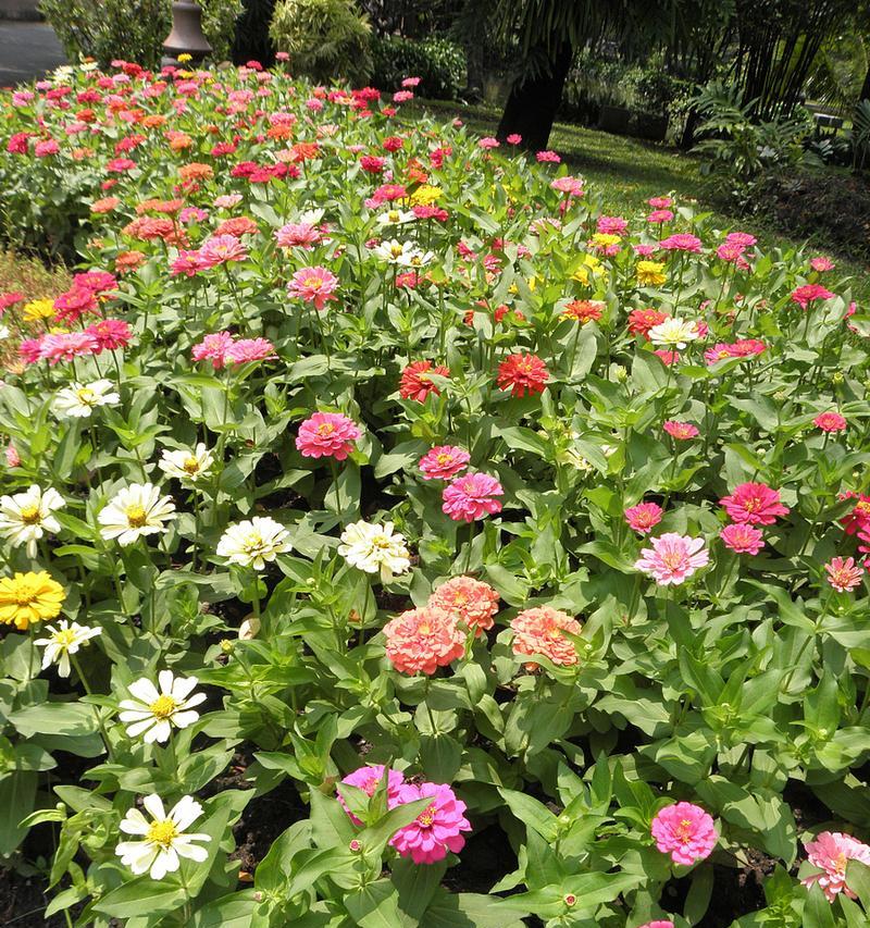 象征友情的花花是什么花？友情花语有哪些含义？