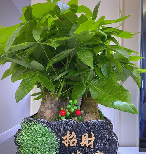 寓意家族兴旺的花是什么花？如何选择以象征繁荣？
