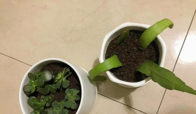 坛花的养花技巧是什么？