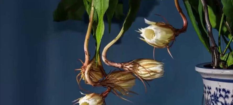 坛花的养花技巧是什么？