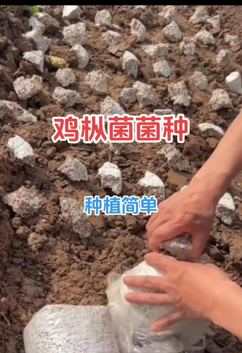 食用菌栽培技术有哪些不同的种类？