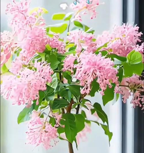 阳台适合种植哪些花卉和树木？