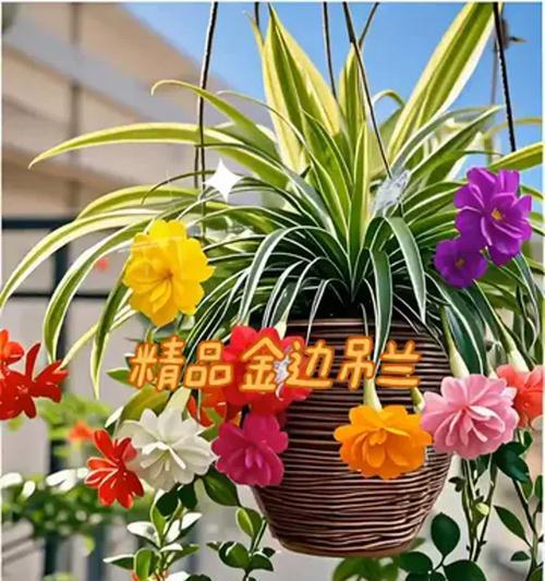 阳台吊篮适合种植哪些花卉？