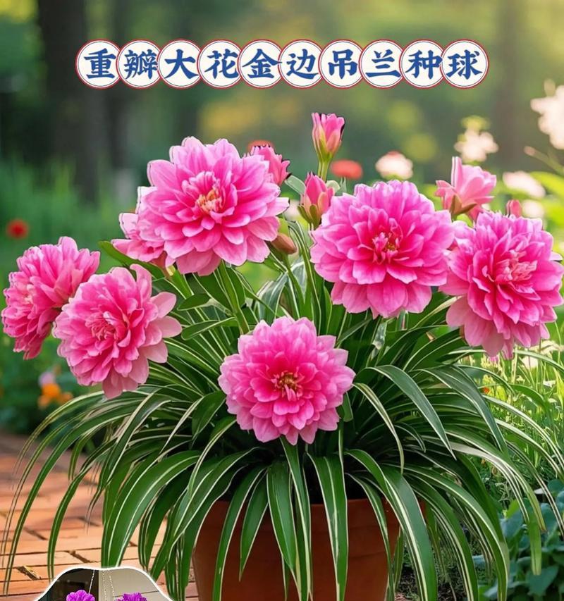 阳台吊篮适合种植哪些花卉？