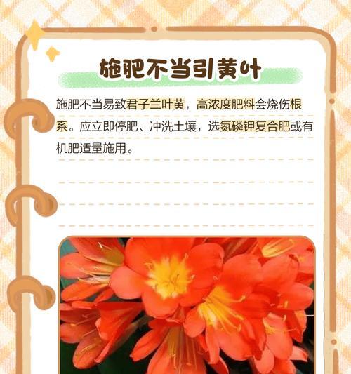 君子兰叶子干枯的原因及处理方法是什么？