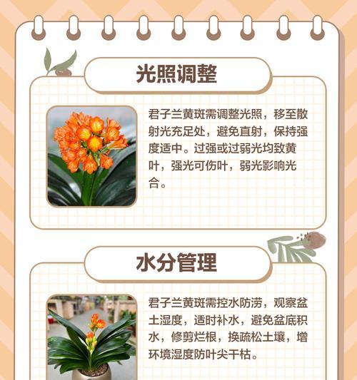 君子兰叶子干枯的原因及处理方法是什么？